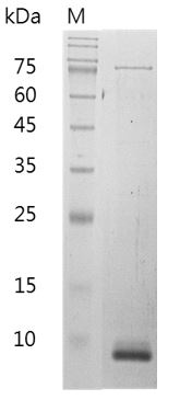 > 98 % as determined by reducing SDS-PAGE.