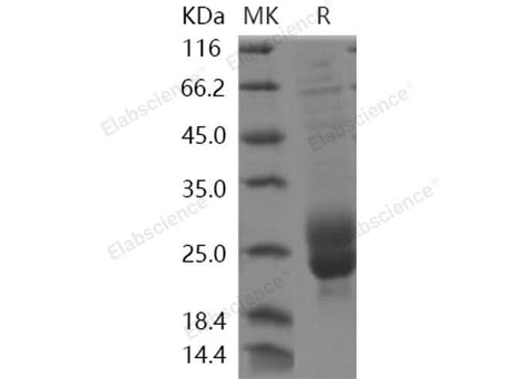 > 85 % as determined by reducing SDS-PAGE.