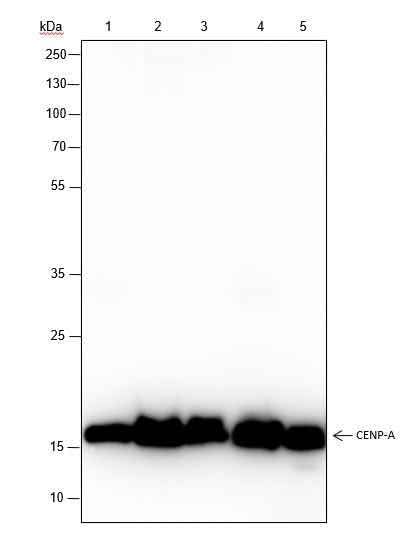 Anti-Human/Rat/Mouse CENP-A Antibody [A184] - ABMIUM