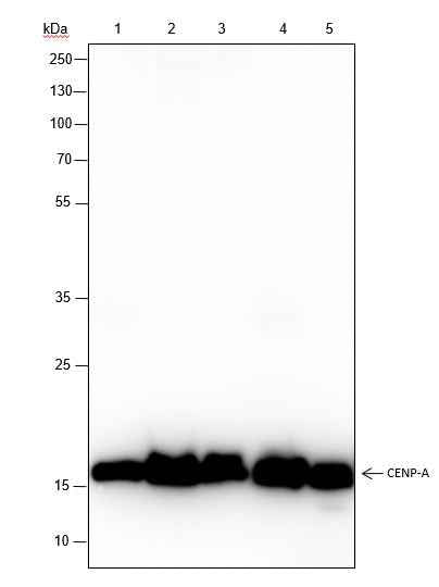 Anti-Human/Rat/Mouse CENP-A Antibody [A184]