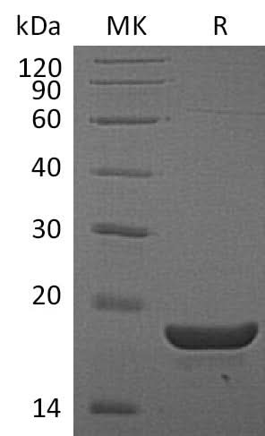 Recombinant Mouse TL1A Protein - ABMIUM