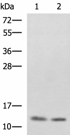 Western blot analysis of SKOV3 and Raji cell lysates using PHF5A Polyclonal Antibody at dilution of 1:800
