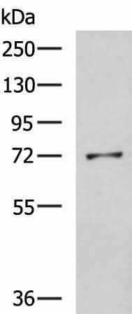 Anti-Human GSTCD Antibody