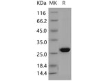 > 95 % as determined by reducing SDS-PAGE.