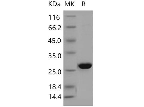 > 95 % as determined by reducing SDS-PAGE.