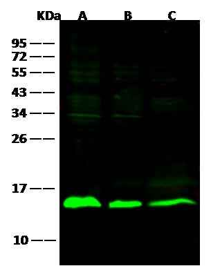 Anti-Human LGALS1 Antibody [B235] - ABMIUM