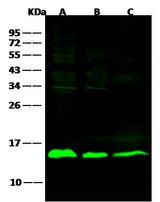 Anti-Human LGALS1 Antibody [B235]