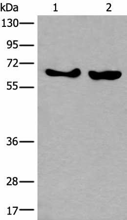Western blot analysis of K562 and Hela cell lysates using BORA Polyclonal Antibody at dilution of 1:800