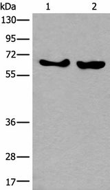 Western blot analysis of K562 and Hela cell lysates using BORA Polyclonal Antibody at dilution of 1:800