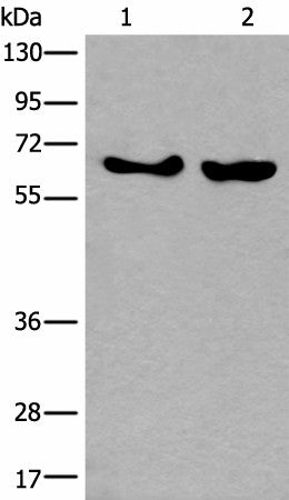 Western blot analysis of K562 and Hela cell lysates using BORA Polyclonal Antibody at dilution of 1:800