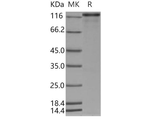 > 90 % as determined by reducing SDS-PAGE.