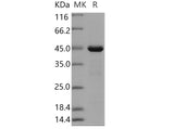 > 90 % as determined by reducing SDS-PAGE.