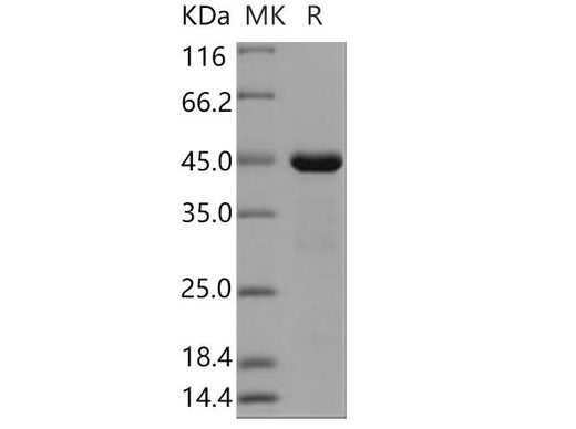 > 90 % as determined by reducing SDS-PAGE.