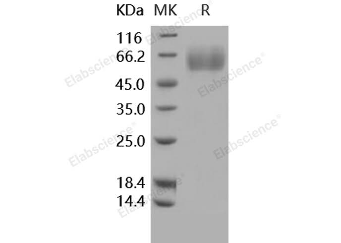 > 95 % as determined by reducing SDS-PAGE.