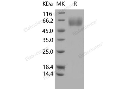 > 95 % as determined by reducing SDS-PAGE.