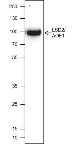 Anti-Human LSD2/AOF1 Antibody [A440] - ABMIUM