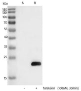 Anti-Human Bad Antibody [A1264] - ABMIUM