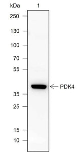 Anti-Rat/Mouse PDK4 Antibody [A735]