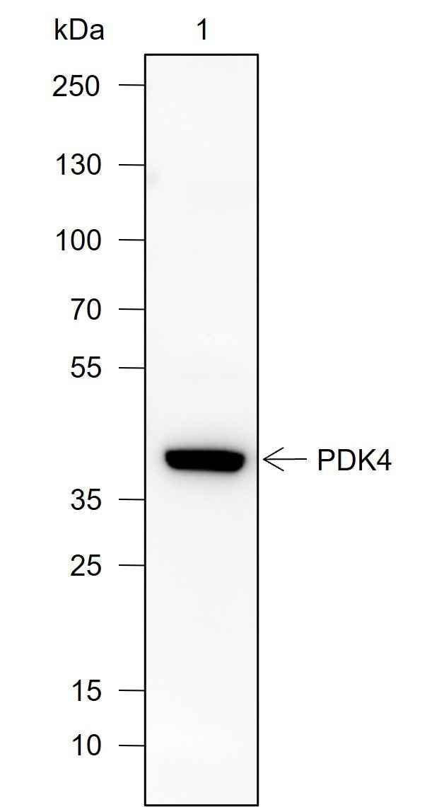 Anti-Rat/Mouse PDK4 Antibody [A735]
