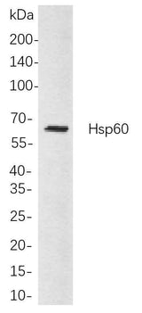 Anti-Human/Mouse/Rat Hsp60 Antibody [B760]