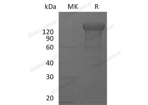 > 95 % as determined by reducing SDS-PAGE.