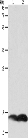 Anti-Human/Mouse/Rat PFN1 Antibody - ABMIUM