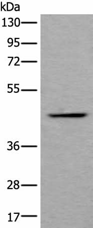 Western blot analysis of Human fetal liver tissue lysate using BMP2 Polyclonal Antibody at dilution of 1:800