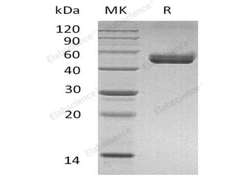 > 90 % as determined by reducing SDS-PAGE.
