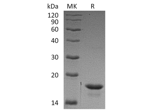 > 90 % as determined by reducing SDS-PAGE.