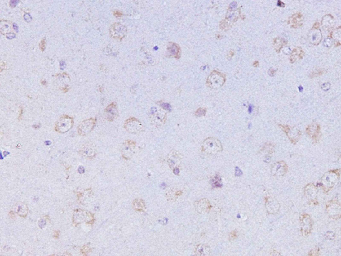 Anti-Mouse/Rat OXA Antibody