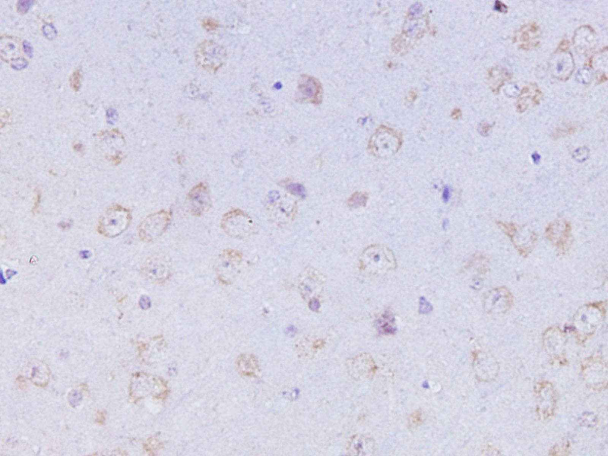 Anti-Mouse/Rat OXA Antibody