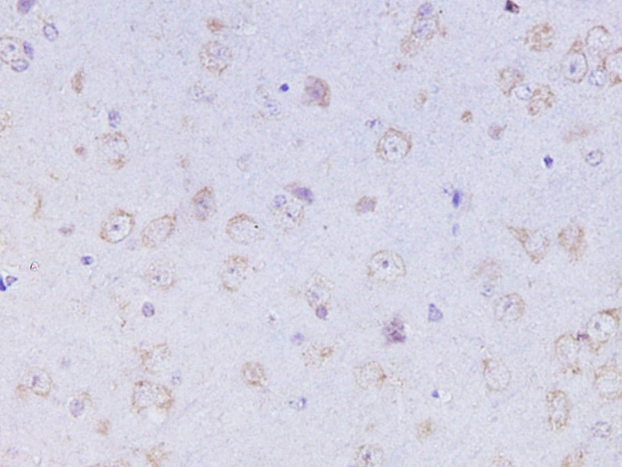 Anti-Mouse/Rat OXA Antibody - ABMIUM