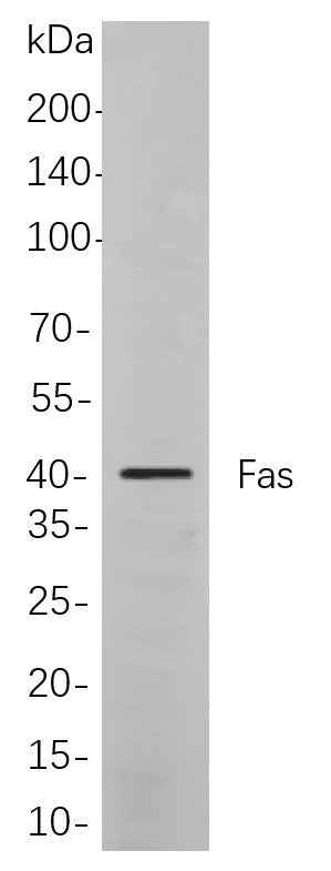 Anti-Human Fas Antibody [B765] - ABMIUM