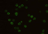 Anti-Mouse IL2RG Antibody [B403]