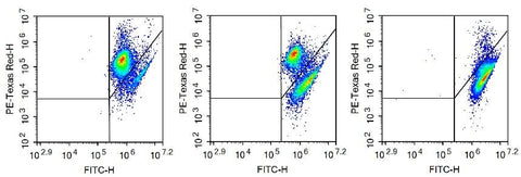 The effect of this kit to detect apoptosis induced by camptothecin in Jurkat cells is shown: normal cells (left) have a small amount of apoptosis, which is manifested as a small amount of mitochondrial membrane potential collapse cells; induced apoptotic cells (middle, 2.5 μM camptotheca Alkaline-treated Jurkat cells for 24 h) had a large number of mitochondrial membrane potential collapse cells; CCCP-treated cells (right, positive control) almost all cells had mitochondrial membrane potential collapse.