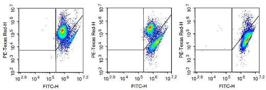 The effect of this kit to detect apoptosis induced by camptothecin in Jurkat cells is shown: normal cells (left) have a small amount of apoptosis, which is manifested as a small amount of mitochondrial membrane potential collapse cells; induced apoptotic cells (middle, 2.5 μM camptotheca Alkaline-treated Jurkat cells for 24 h) had a large number of mitochondrial membrane potential collapse cells; CCCP-treated cells (right, positive control) almost all cells had mitochondrial membrane potential collapse.