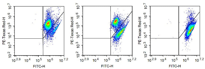 The effect of this kit to detect apoptosis induced by camptothecin in Jurkat cells is shown: normal cells (left) have a small amount of apoptosis, which is manifested as a small amount of mitochondrial membrane potential collapse cells; induced apoptotic cells (middle, 2.5 μM camptotheca Alkaline-treated Jurkat cells for 24 h) had a large number of mitochondrial membrane potential collapse cells; CCCP-treated cells (right, positive control) almost all cells had mitochondrial membrane potential collapse.
