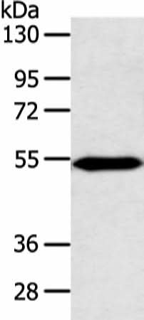 Western blot analysis of Mouse heart tissue using ZNF239 Polyclonal Antibody at dilution of 1:800