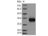 > 97 % as determined by reducing SDS-PAGE.