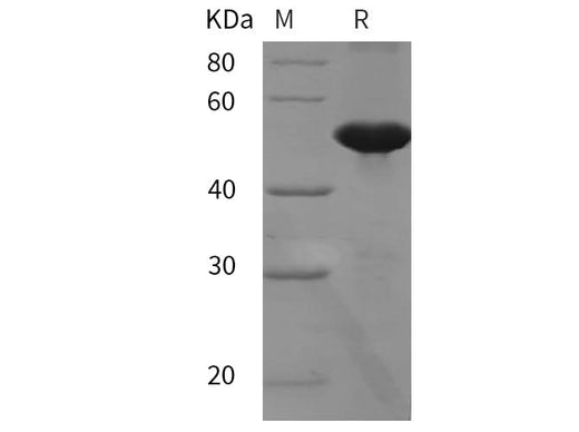 SDS-PAGE analysis of Mouse FGA/Fibrinogen A proteins, 2 μg/lane of Recombinant Mouse FGA/Fibrinogen A proteins was resolved with SDS-PAGE under reducing conditions, showing bands at 50 kDa.