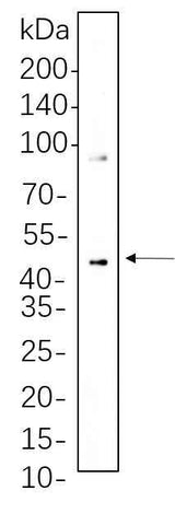 Anti-Human/Mouse/Rat MEK1/2 Antibody [B1091]