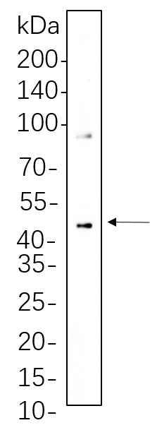 Anti-Human/Mouse/Rat MEK1/2 Antibody [B1091] - ABMIUM