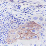 Anti-Human Thrombomodulin Antibody [A376]