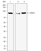 Anti-Human/Rat CSDE1 Antibody [A784] - ABMIUM