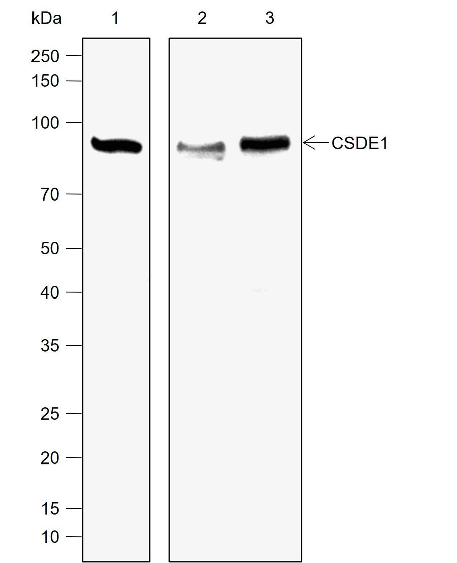 Anti-Human/Rat CSDE1 Antibody [A784] - ABMIUM