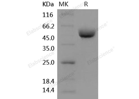 > 97 % as determined by reducing SDS-PAGE.