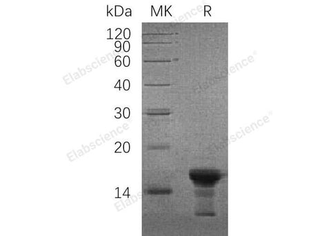 Recombinant Human γ-Synuclein/SNCG Protein - ABMIUM