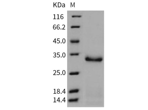 > 92 % as determined by reducing SDS-PAGE.