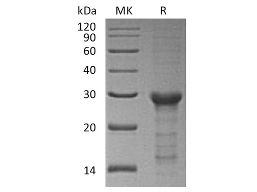 > 85 % as determined by reducing SDS-PAGE.