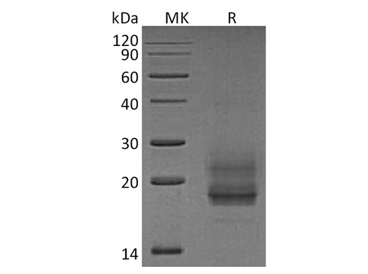 > 95 % as determined by reducing SDS-PAGE.